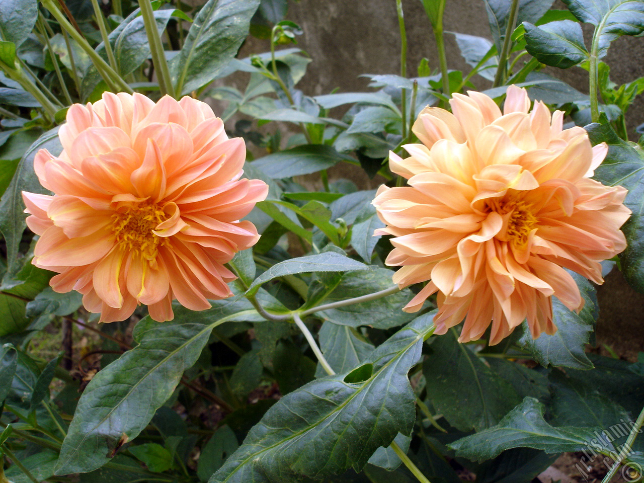 Dahlia flower.
