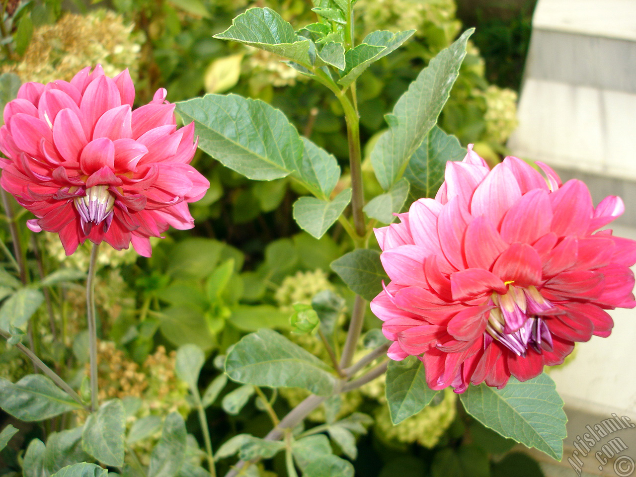 Dahlia flower.
