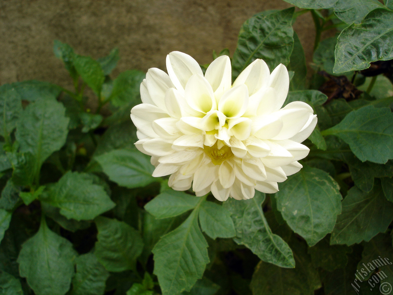 Dahlia flower.
