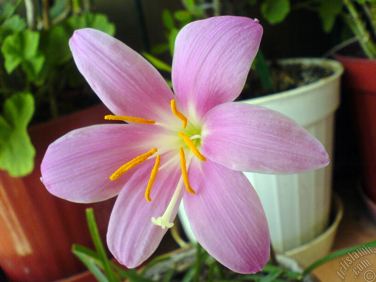 Pink color flower similar to lily.
