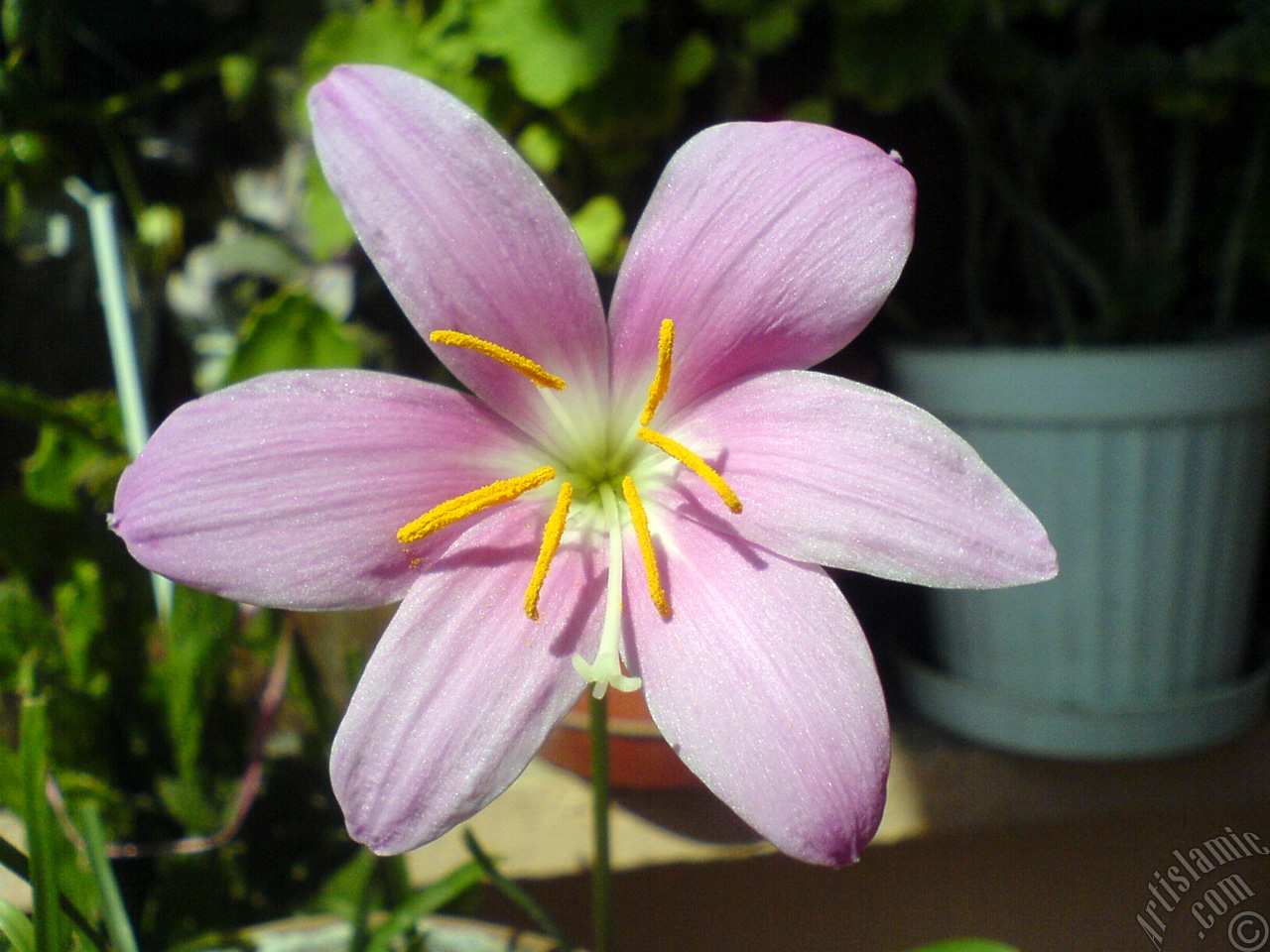 Pink color flower similar to lily.
