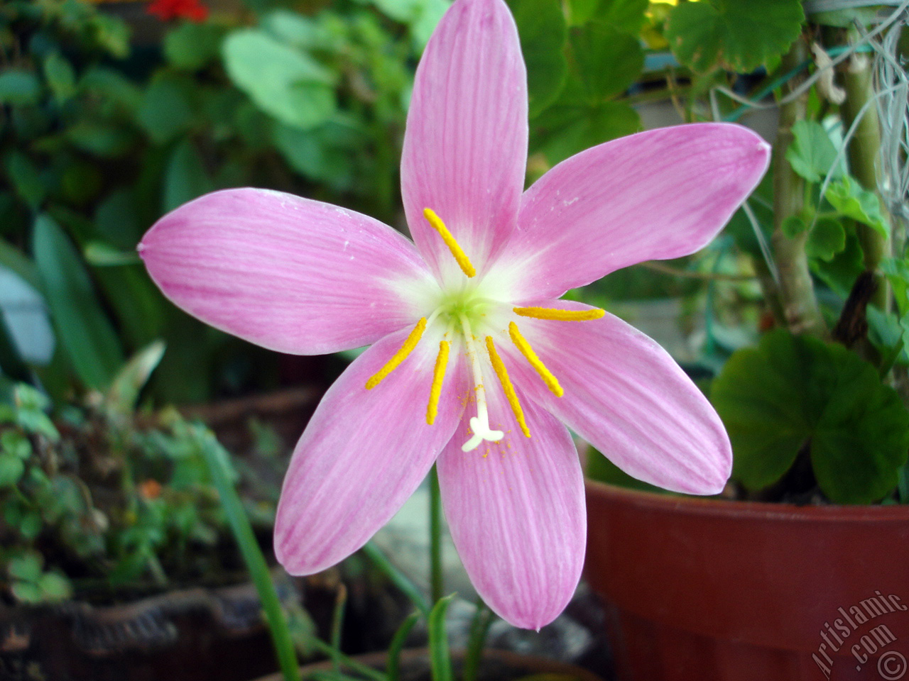 Pink color flower similar to lily.
