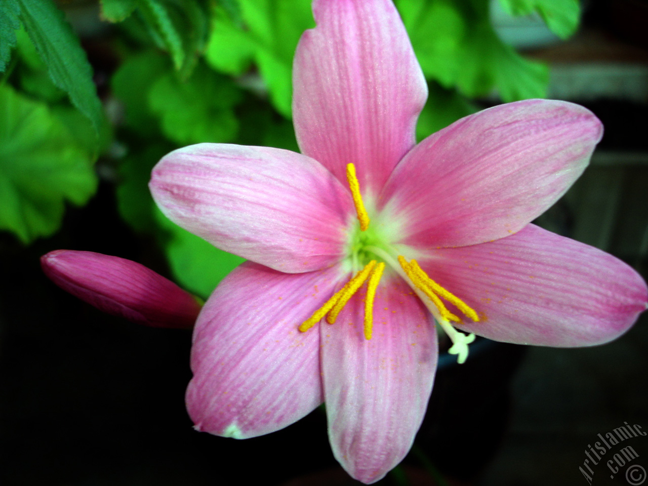 Pink color flower similar to lily.

