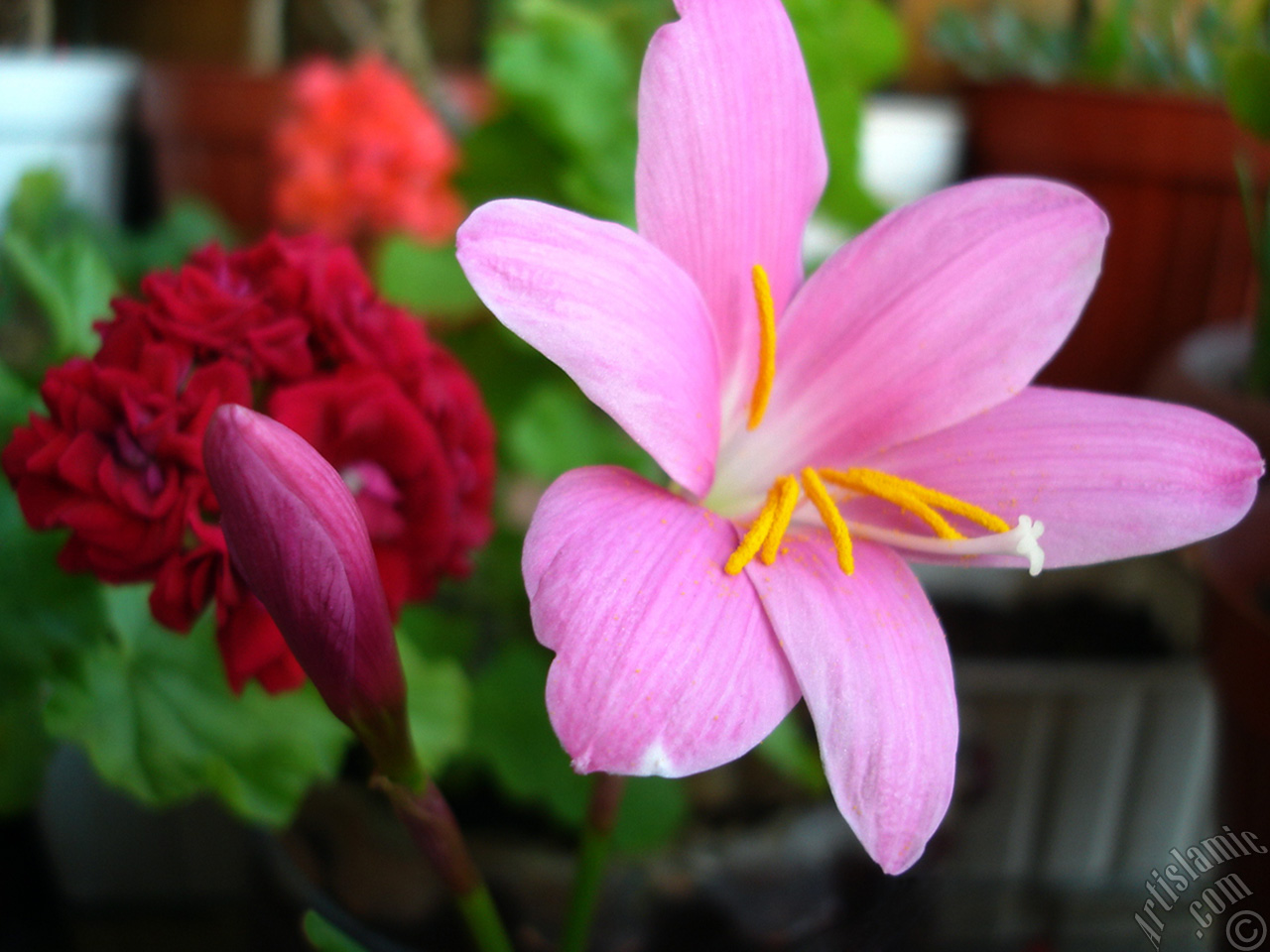 Pink color flower similar to lily.
