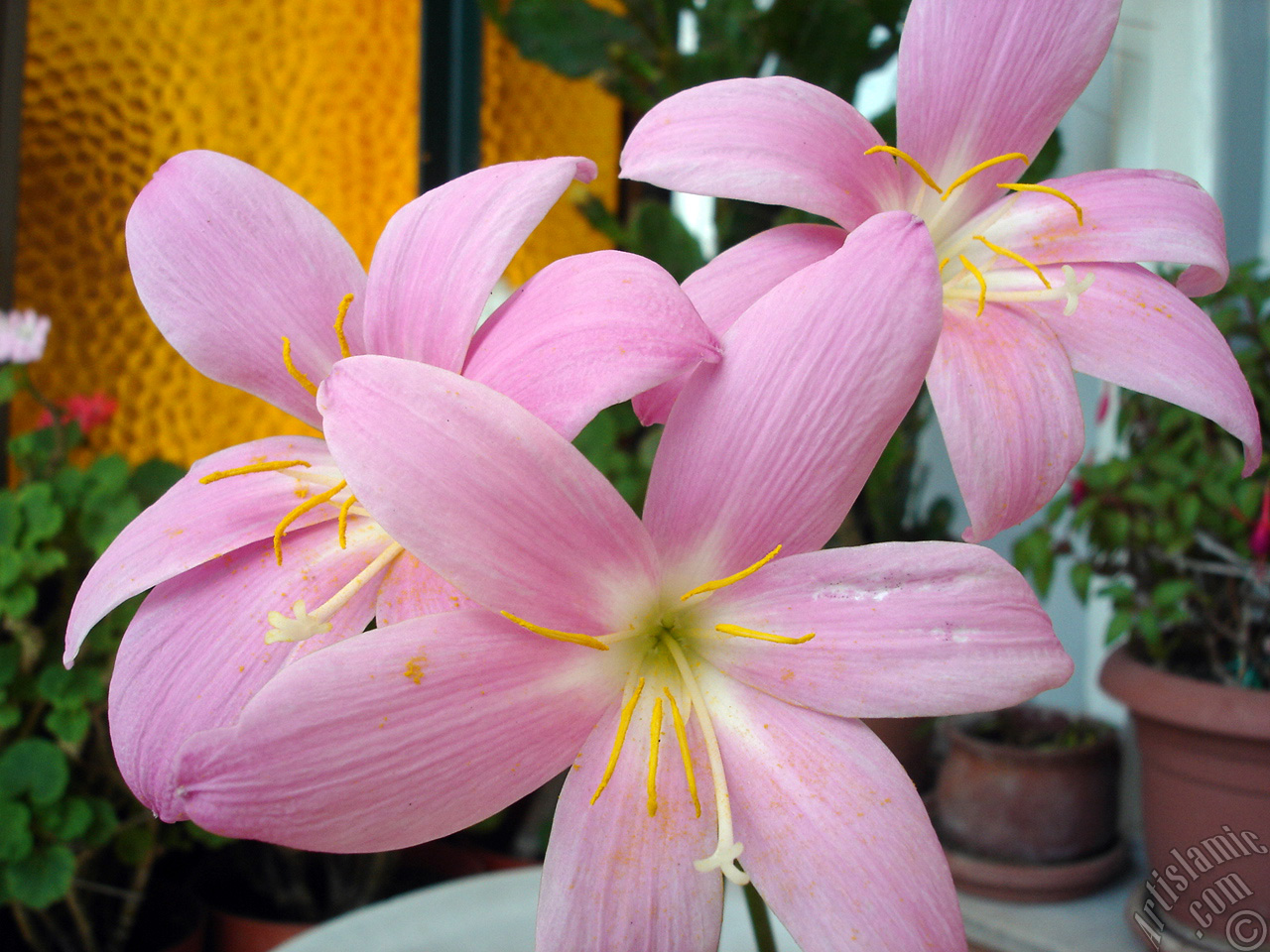 Pink color flower similar to lily.
