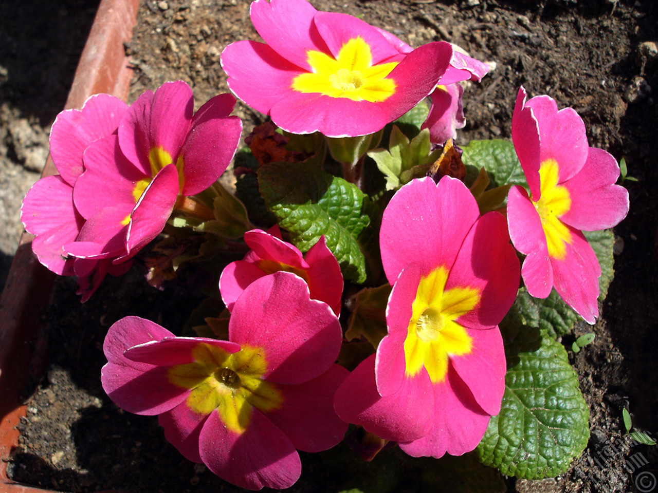 Primrose flower.
