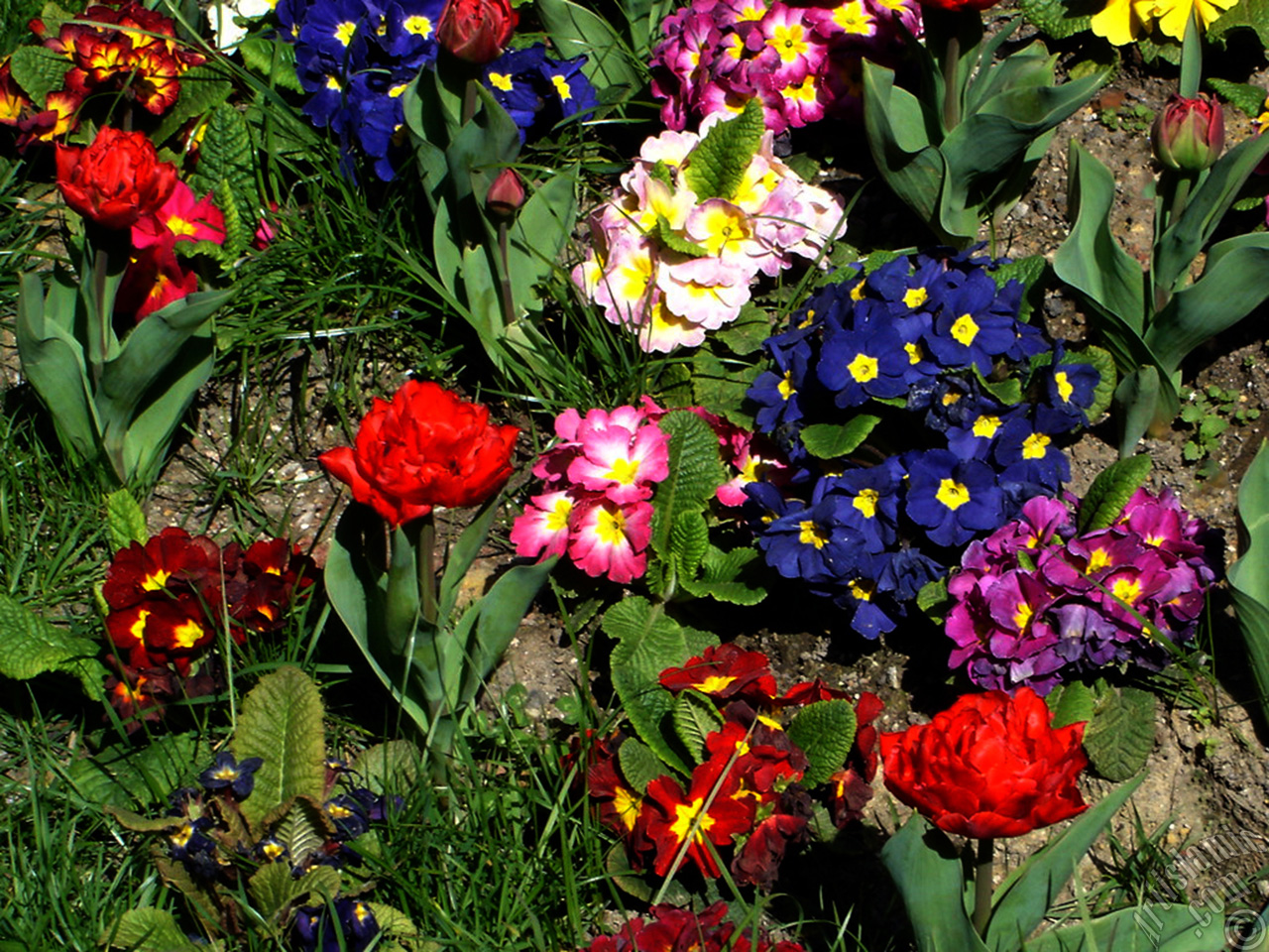A primrose flower photo.
