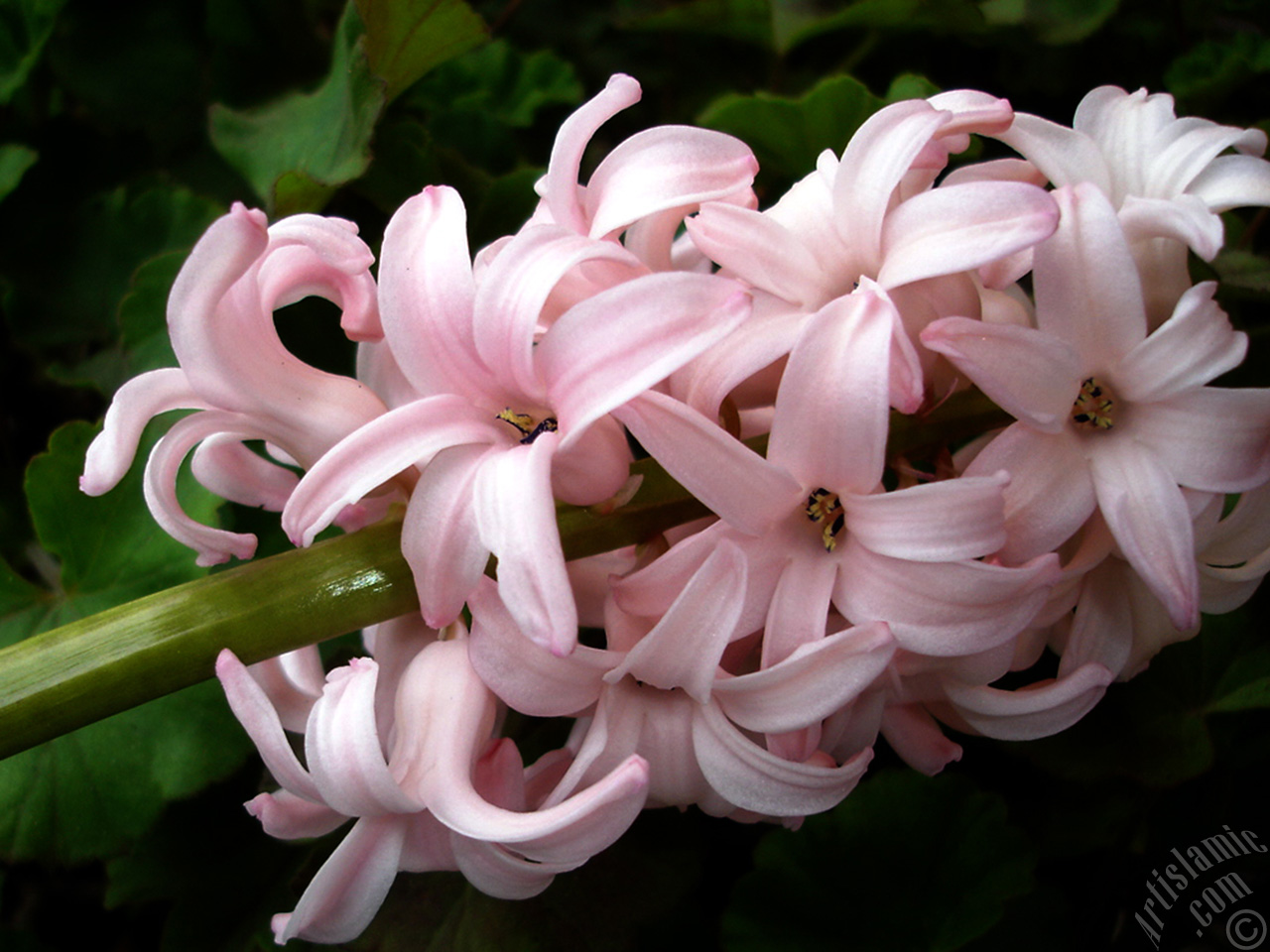 Pink color Hyacinth flower.
