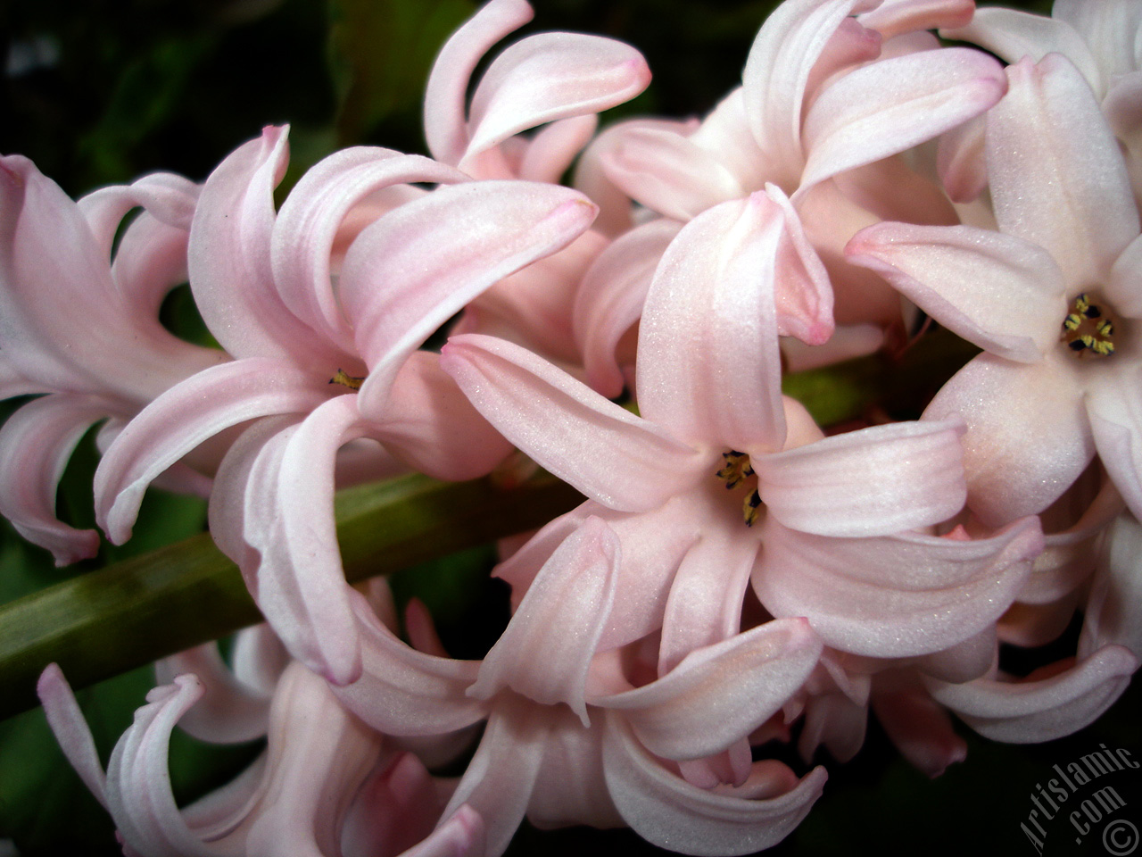 Pink color Hyacinth flower.

