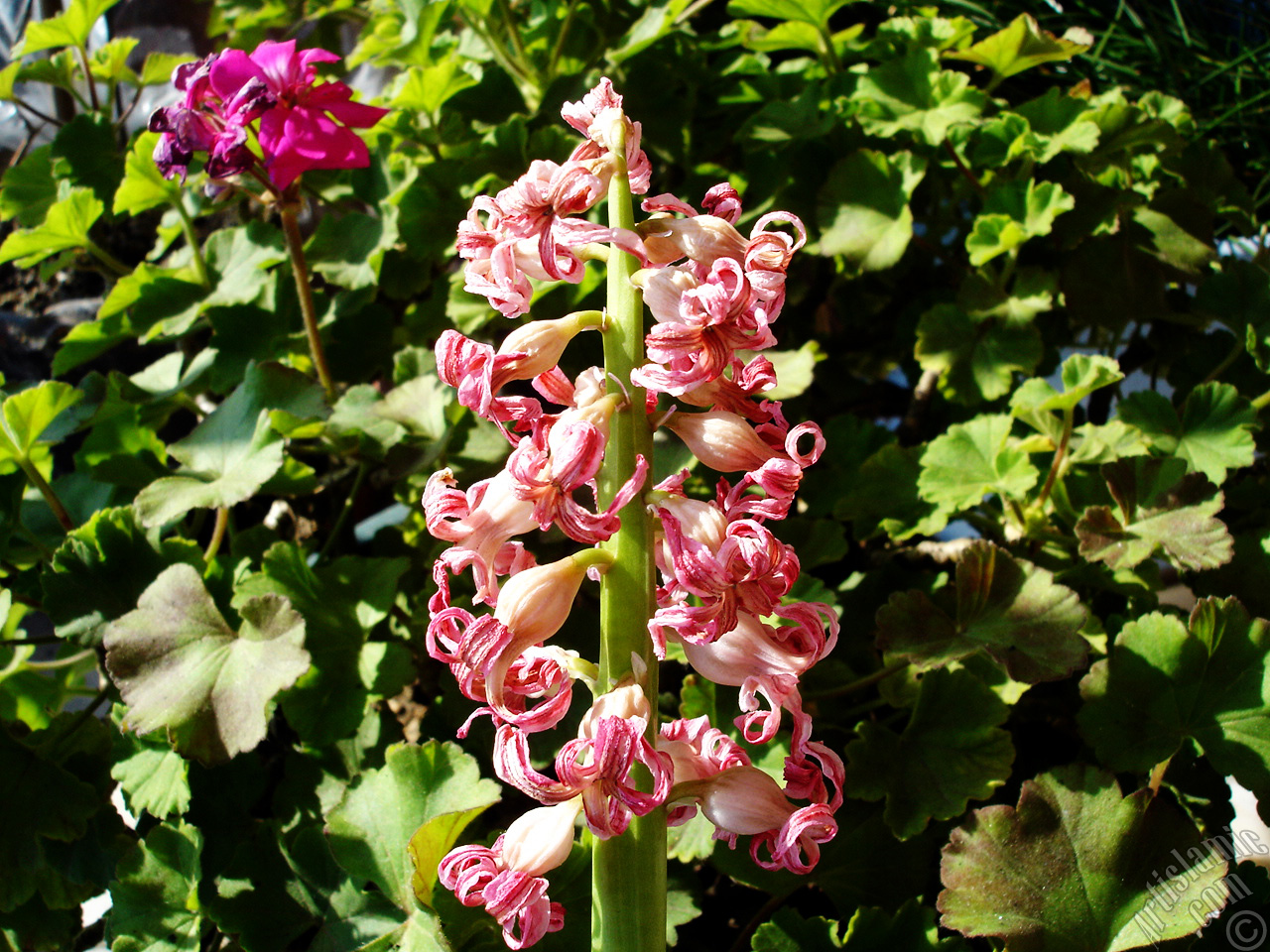 Pink color Hyacinth flower.
