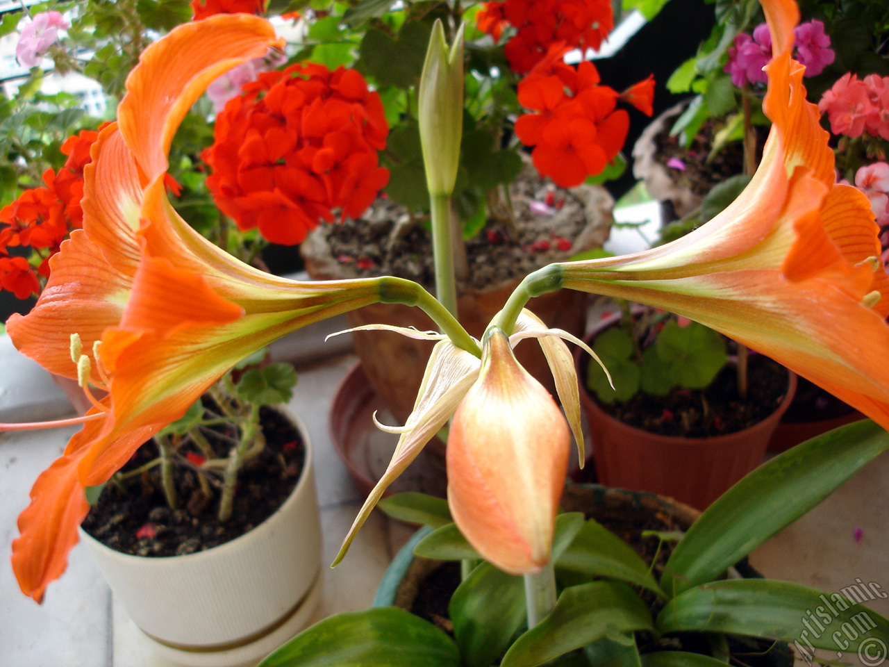 Red color amaryllis flower.
