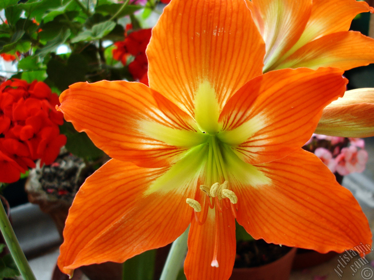 Red color amaryllis flower.

