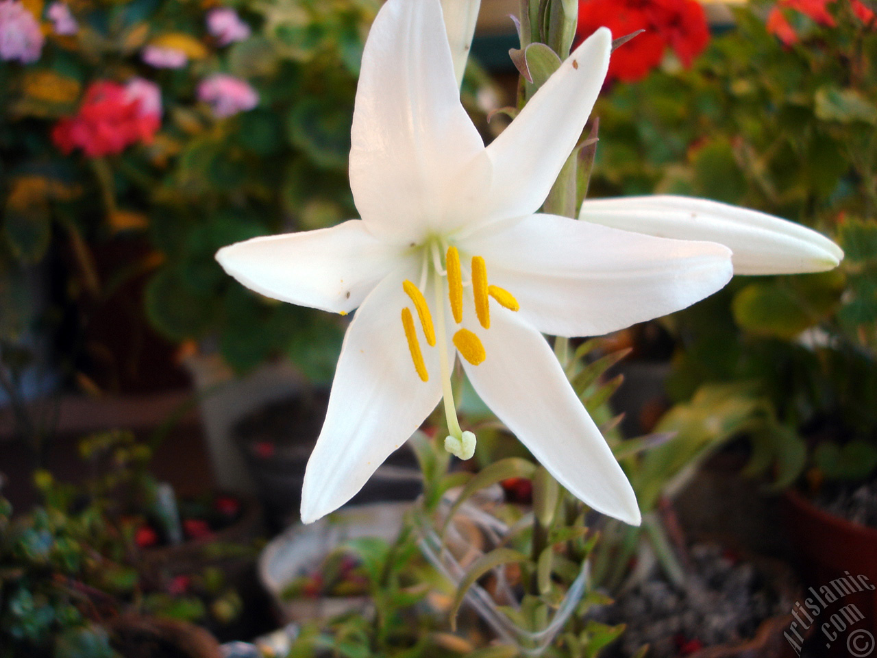 White color amaryllis flower.
