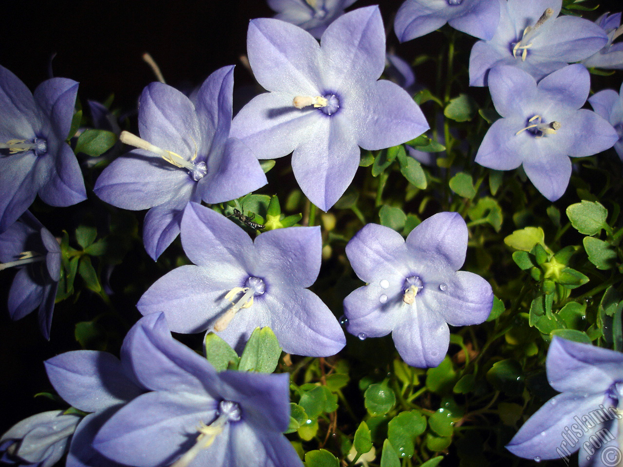 Balloon Flower -Chinese Bellflower-.
