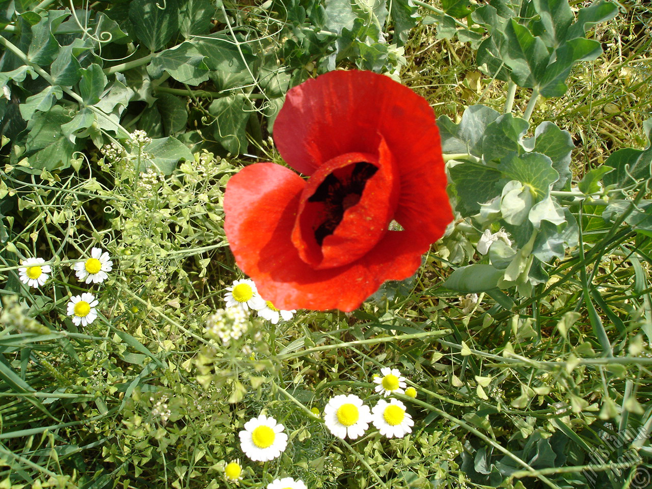 Red poppy flower.

