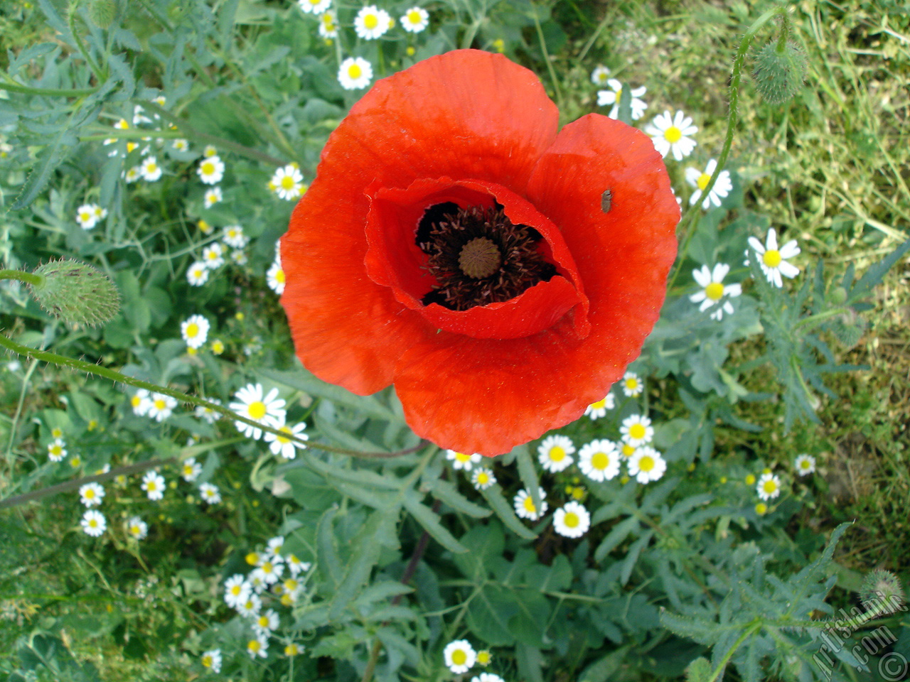 Red poppy flower.
