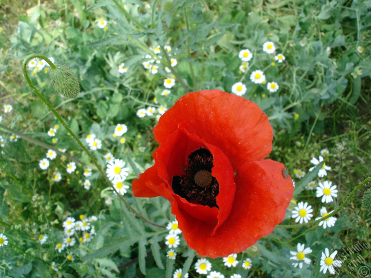 Red poppy flower.
