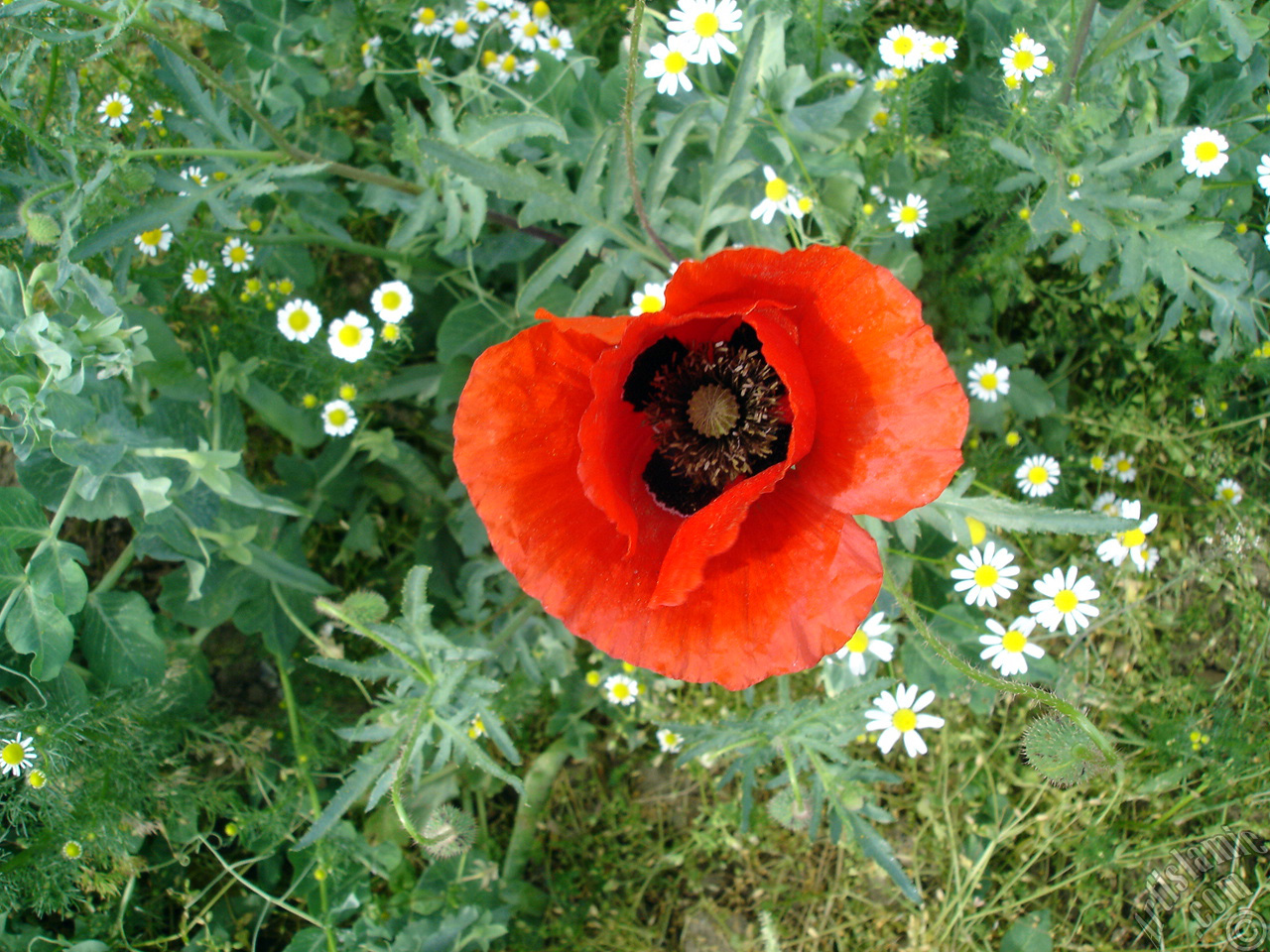 Red poppy flower.
