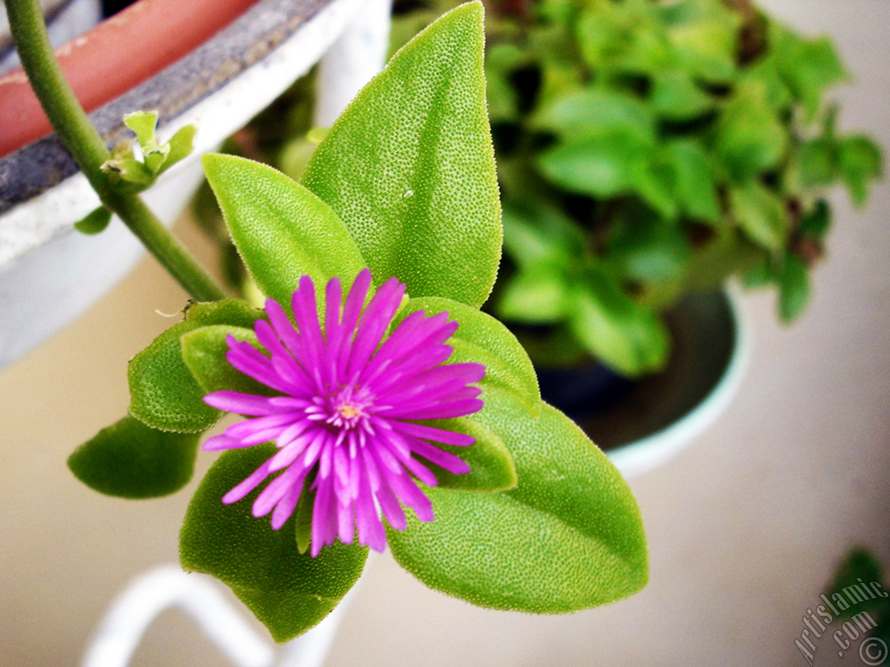 Heartleaf Iceplant -Baby Sun Rose, Rock rose- with pink flowers.
