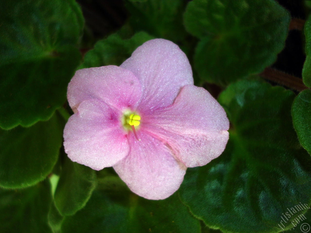 Pink color African violet.
