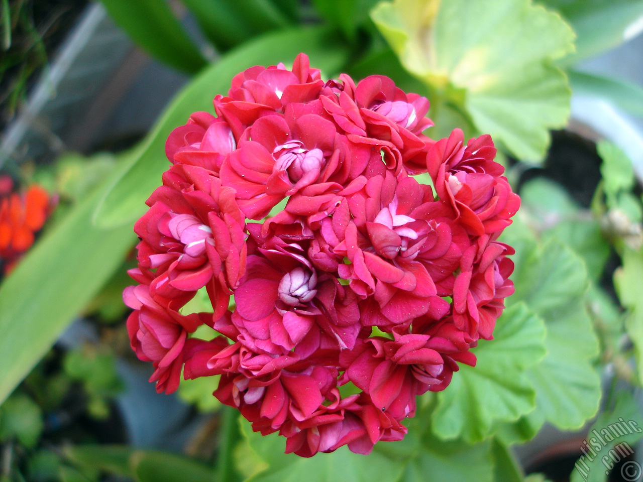 Red color Pelargonia -Geranium- flower.
