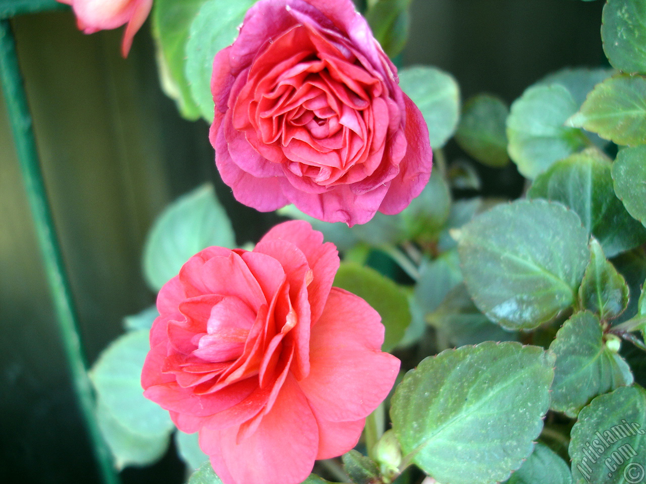 Red color Begonia Elatior flower.
