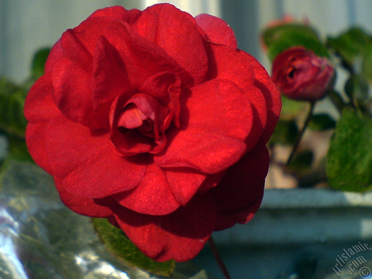 Red color Begonia Elatior flower.

