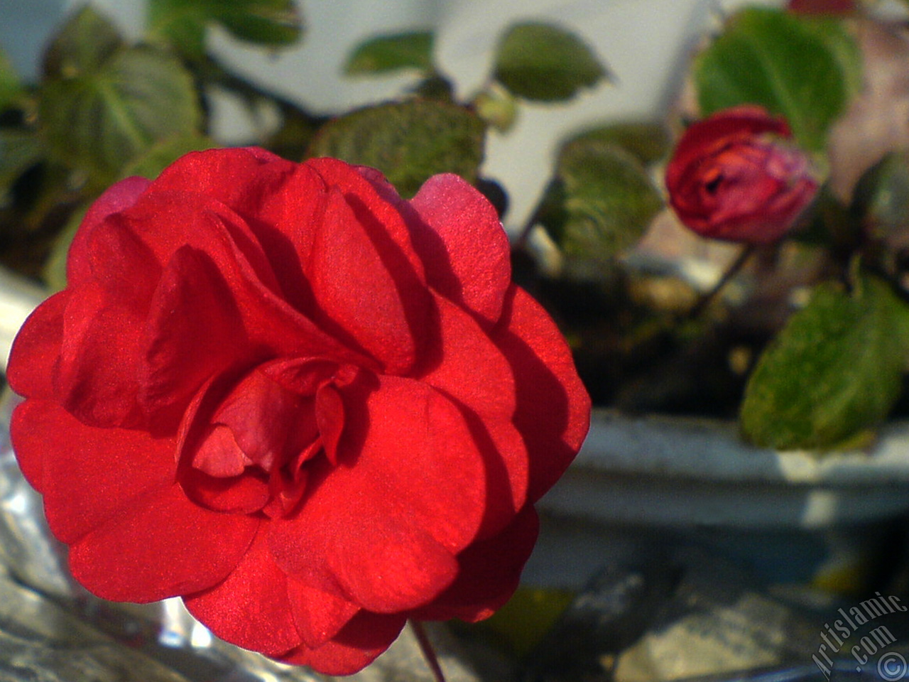Red color Begonia Elatior flower.
