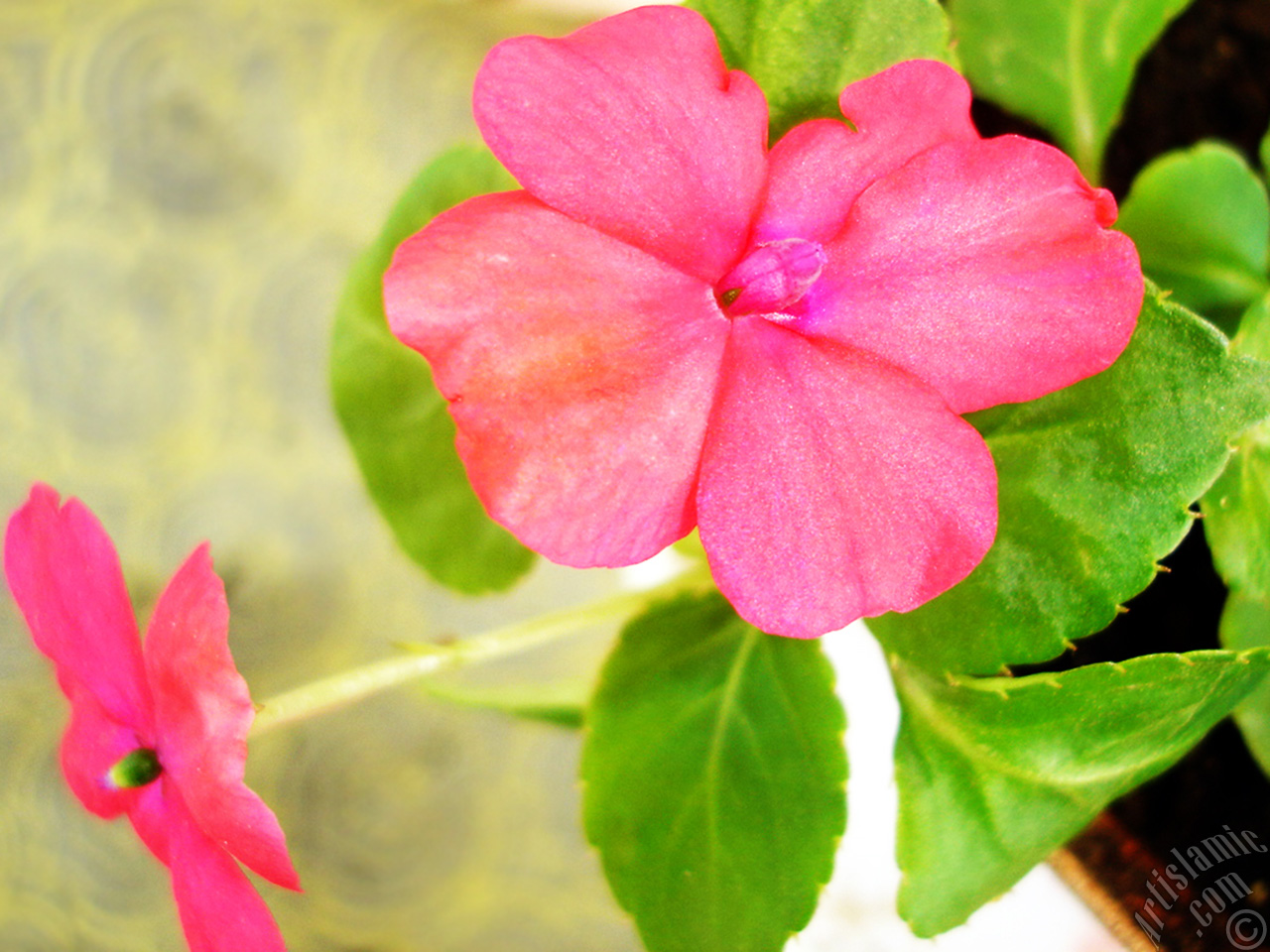 Garden Balsam, -Touch-me-not, Jewel Weed- flower.
