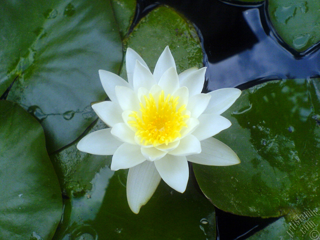 Water Lily flower.
