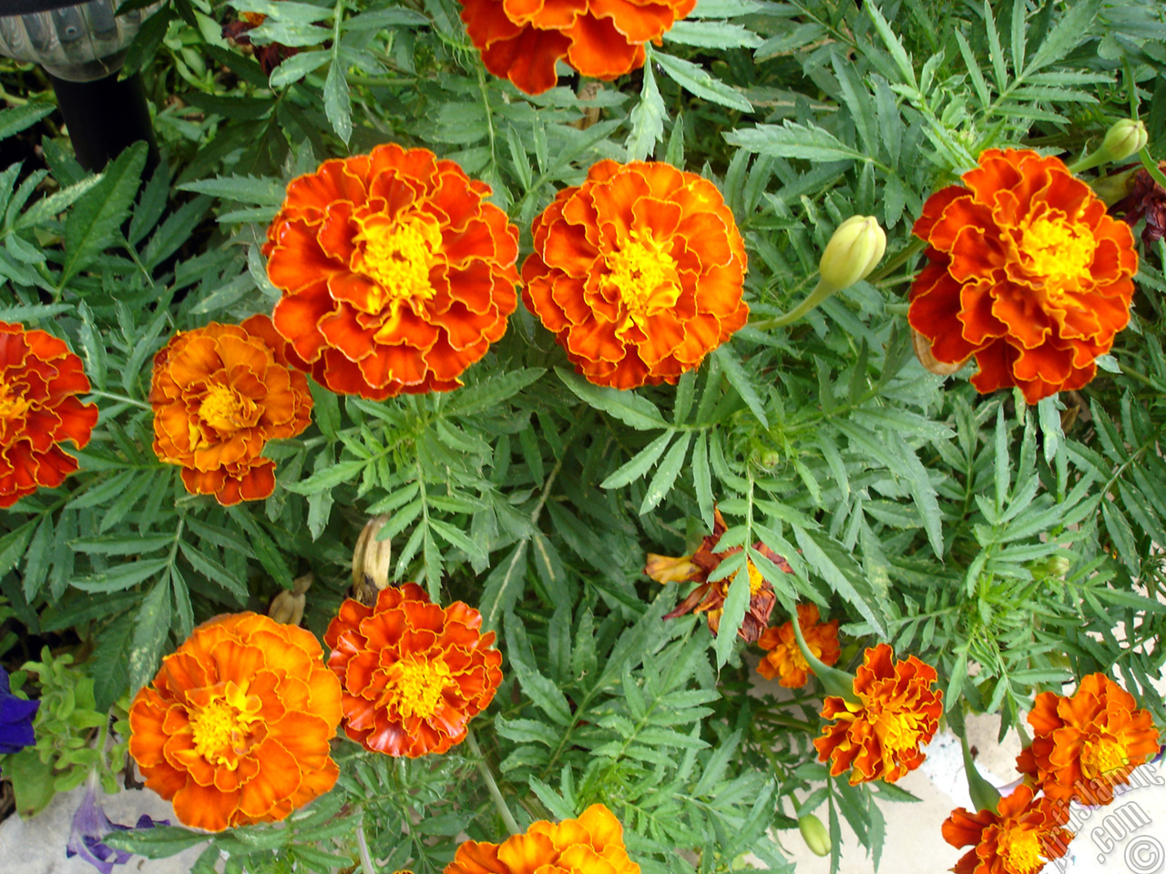 Marigold flower.
