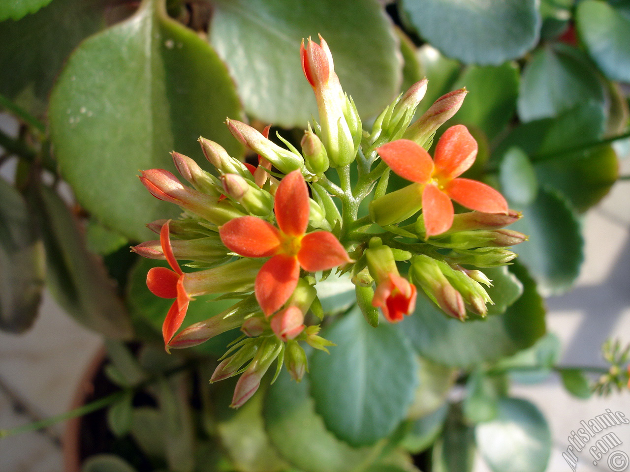 Kalanchoe plant`s flower.
