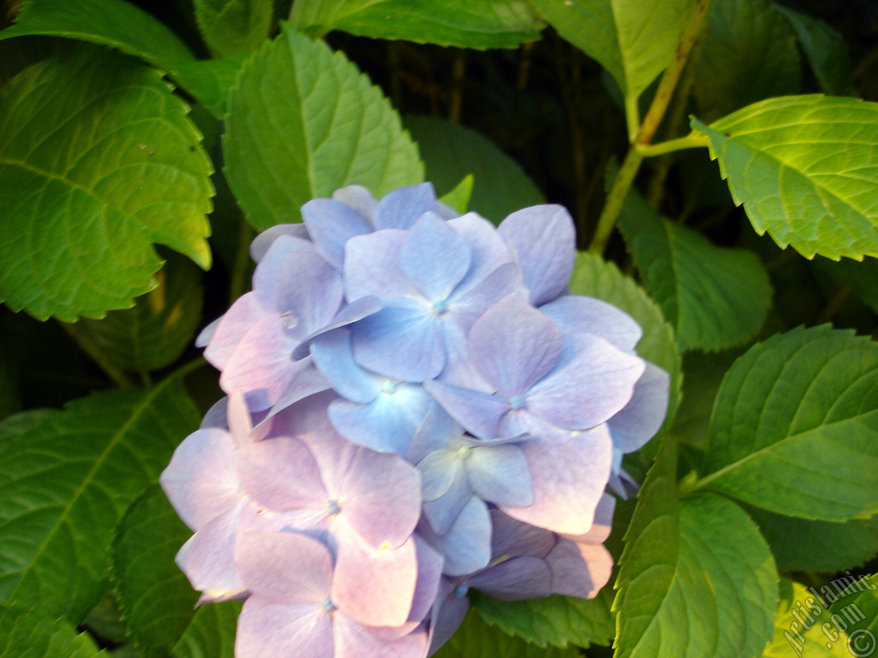 Light blue color Hydrangea -Hortensia- flower.
