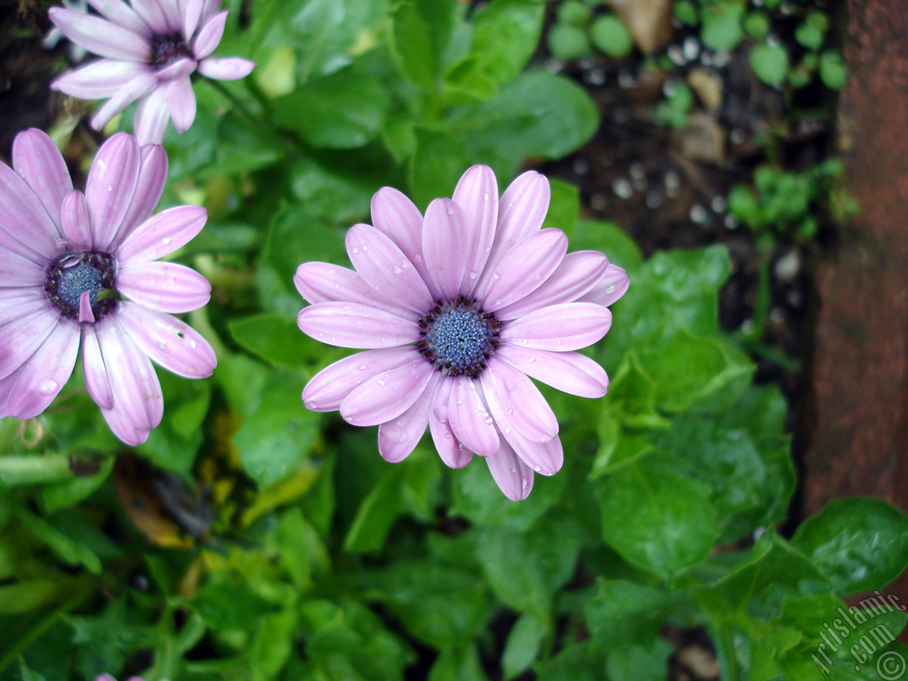 Pink color Trailing African Daisy -Freeway Daisy, Blue Eyed Daisy- flower.
