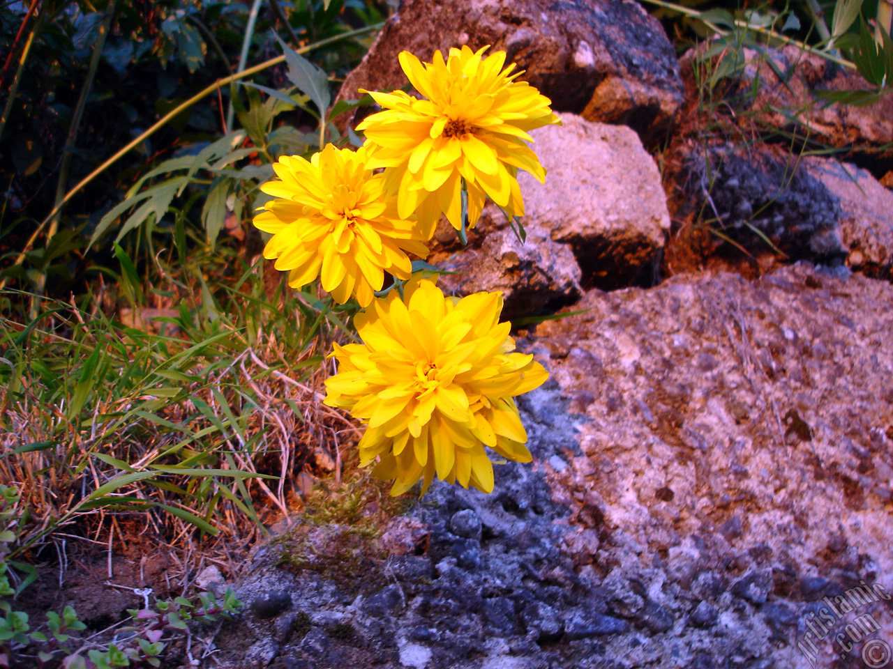 Yellow color Double Kerria -Wild Rose, Japanese Rose- flower.
