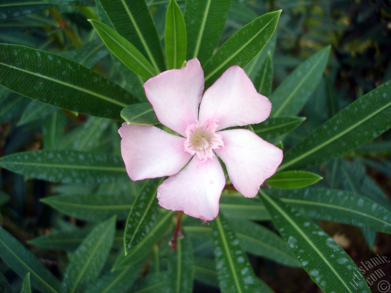Oleander Tree`s pink flower.
