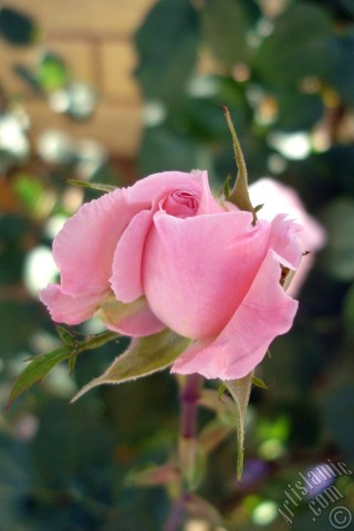 A mobile wallpaper and MMS picture for Apple iPhone 7s, 6s, 5s, 4s, Plus, iPods, iPads, New iPads, Samsung Galaxy S Series and Notes, Sony Ericsson Xperia, LG Mobile Phones, Tablets and Devices: Pink rose photo.
