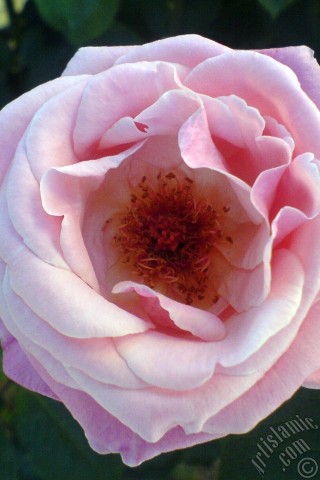 A mobile wallpaper and MMS picture for Apple iPhone 7s, 6s, 5s, 4s, Plus, iPods, iPads, New iPads, Samsung Galaxy S Series and Notes, Sony Ericsson Xperia, LG Mobile Phones, Tablets and Devices: Pink rose photo.
