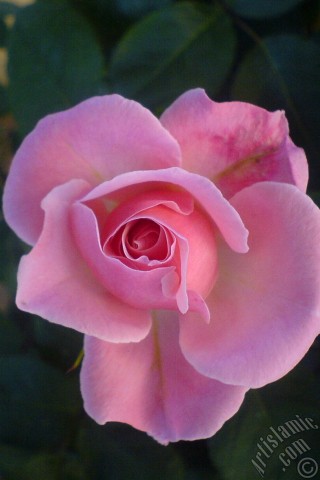 A mobile wallpaper and MMS picture for Apple iPhone 7s, 6s, 5s, 4s, Plus, iPods, iPads, New iPads, Samsung Galaxy S Series and Notes, Sony Ericsson Xperia, LG Mobile Phones, Tablets and Devices: Pink rose photo.
