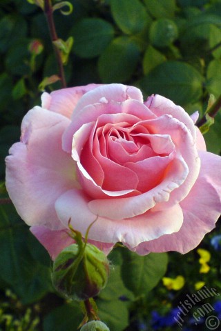 A mobile wallpaper and MMS picture for Apple iPhone 7s, 6s, 5s, 4s, Plus, iPods, iPads, New iPads, Samsung Galaxy S Series and Notes, Sony Ericsson Xperia, LG Mobile Phones, Tablets and Devices: Pink rose photo.

