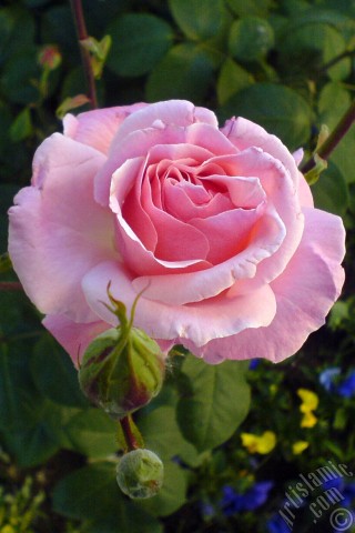 A mobile wallpaper and MMS picture for Apple iPhone 7s, 6s, 5s, 4s, Plus, iPods, iPads, New iPads, Samsung Galaxy S Series and Notes, Sony Ericsson Xperia, LG Mobile Phones, Tablets and Devices: Pink rose photo.
