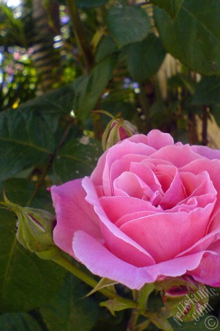 A mobile wallpaper and MMS picture for Apple iPhone 7s, 6s, 5s, 4s, Plus, iPods, iPads, New iPads, Samsung Galaxy S Series and Notes, Sony Ericsson Xperia, LG Mobile Phones, Tablets and Devices: Pink rose photo.
