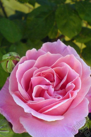 A mobile wallpaper and MMS picture for Apple iPhone 7s, 6s, 5s, 4s, Plus, iPods, iPads, New iPads, Samsung Galaxy S Series and Notes, Sony Ericsson Xperia, LG Mobile Phones, Tablets and Devices: Pink rose photo.
