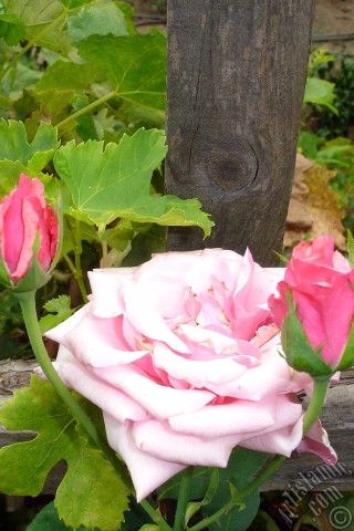 A mobile wallpaper and MMS picture for Apple iPhone 7s, 6s, 5s, 4s, Plus, iPods, iPads, New iPads, Samsung Galaxy S Series and Notes, Sony Ericsson Xperia, LG Mobile Phones, Tablets and Devices: Pink rose photo.
