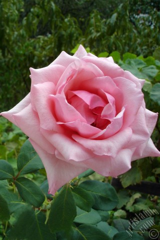 A mobile wallpaper and MMS picture for Apple iPhone 7s, 6s, 5s, 4s, Plus, iPods, iPads, New iPads, Samsung Galaxy S Series and Notes, Sony Ericsson Xperia, LG Mobile Phones, Tablets and Devices: Pink rose photo.
