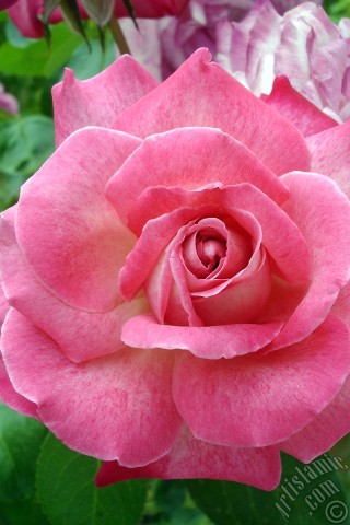 A mobile wallpaper and MMS picture for Apple iPhone 7s, 6s, 5s, 4s, Plus, iPods, iPads, New iPads, Samsung Galaxy S Series and Notes, Sony Ericsson Xperia, LG Mobile Phones, Tablets and Devices: Pink rose photo.

