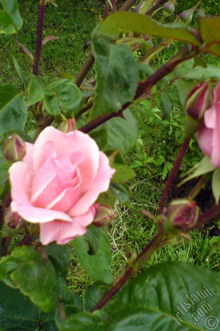 A mobile wallpaper and MMS picture for Apple iPhone 7s, 6s, 5s, 4s, Plus, iPods, iPads, New iPads, Samsung Galaxy S Series and Notes, Sony Ericsson Xperia, LG Mobile Phones, Tablets and Devices: Pink rose photo.
