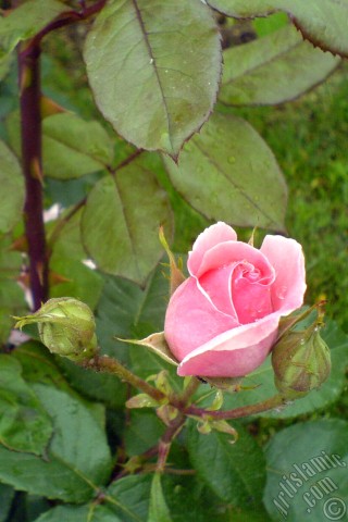 A mobile wallpaper and MMS picture for Apple iPhone 7s, 6s, 5s, 4s, Plus, iPods, iPads, New iPads, Samsung Galaxy S Series and Notes, Sony Ericsson Xperia, LG Mobile Phones, Tablets and Devices: Pink rose photo.
