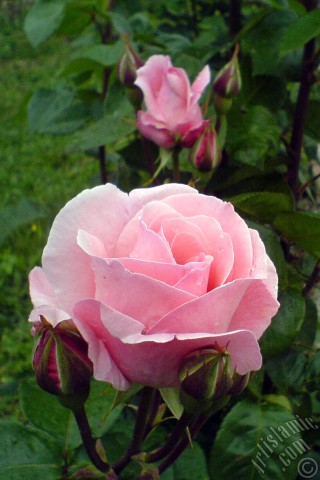 A mobile wallpaper and MMS picture for Apple iPhone 7s, 6s, 5s, 4s, Plus, iPods, iPads, New iPads, Samsung Galaxy S Series and Notes, Sony Ericsson Xperia, LG Mobile Phones, Tablets and Devices: Pink rose photo.
