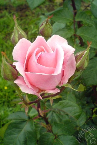 A mobile wallpaper and MMS picture for Apple iPhone 7s, 6s, 5s, 4s, Plus, iPods, iPads, New iPads, Samsung Galaxy S Series and Notes, Sony Ericsson Xperia, LG Mobile Phones, Tablets and Devices: Pink rose photo.
